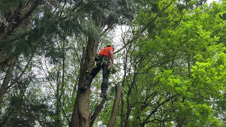 Best Tree Maintenance Programs  in Lamont, MI